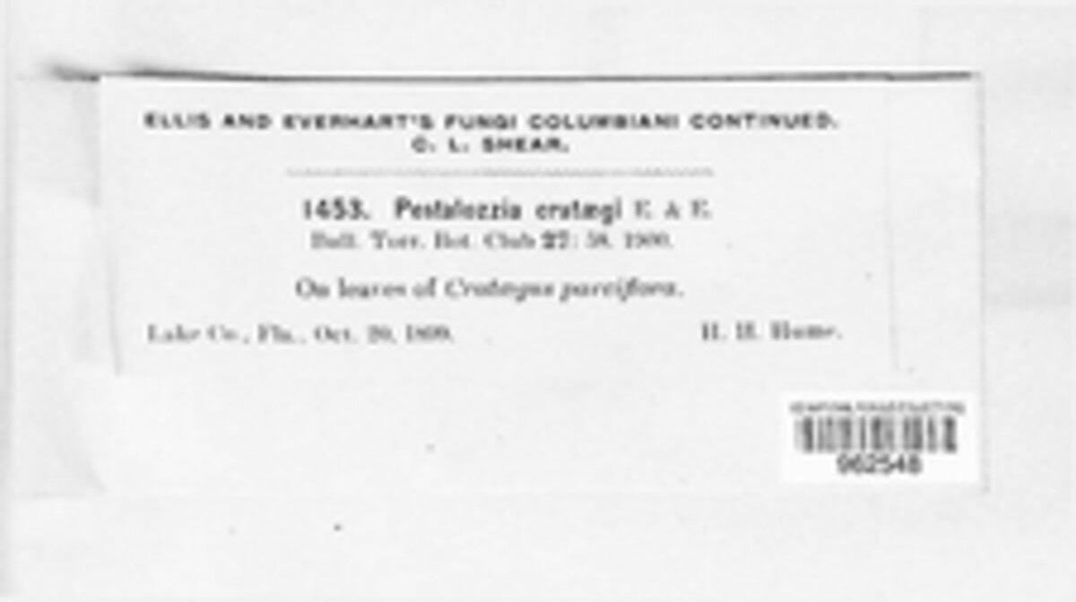 Pestalotia image